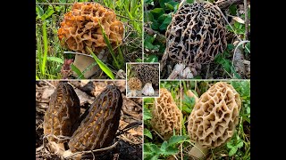 Spitzmorcheln amp Speisemorcheln finden  Morchella conica  Morchella vulgaris  Morchella esculenta [upl. by Worth]