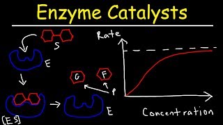 Enzymes  Catalysts [upl. by Ellenehs]