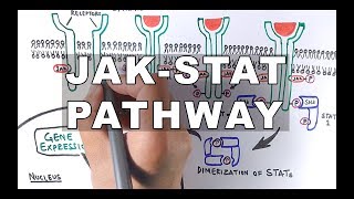 JAKSTAT Signalling Pathway [upl. by Raddatz530]