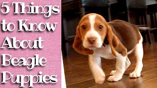 Things to know about Beagle Puppies [upl. by Ettebab619]