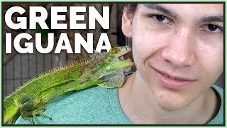 First Impressions on Green Iguanas as Pets [upl. by Shanley]