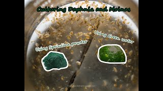 How To Culture Daphnia and Moinas using Green Water Spirulina powder [upl. by Olegna]