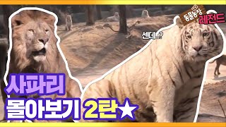 TV 동물농장 레전드SUB 사파리 ‘맹수들의 생존법’ 2탄★ TV동물농장 AnimalFarm SBSstory [upl. by Greeley]