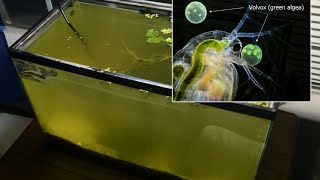 Raising Daphnia for the Freshwater Aquarium [upl. by Dennie]