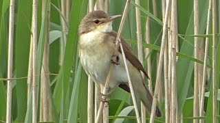 Reed Warbler Call  Bird Singing a Beautiful Song [upl. by Mukul]