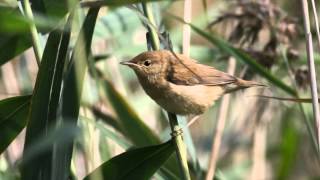 Reed Warbler Bird Call Bird Song [upl. by Netfa]