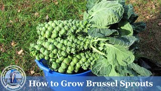 How to Grow Brussel Sprouts  ADVANCED  Growing Guide [upl. by Morie]