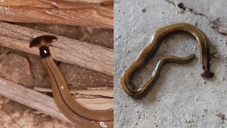 Hammerhead Flatworms Are Gross and Bad [upl. by Rakel]