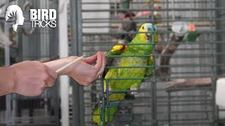 What Species of Parrot is Right For YOU [upl. by Spooner381]