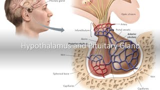 Hypothalamus and Pituitary Gland [upl. by Nimajaneb]