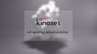 Cell signalling kinases amp phosphorylation [upl. by Connolly722]