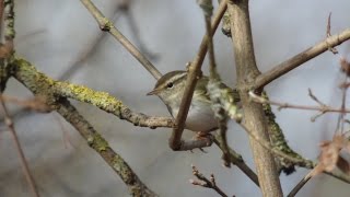 YellowBrowed Warbler [upl. by Olnton]