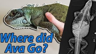 What Happened to our Iguana [upl. by Odine]