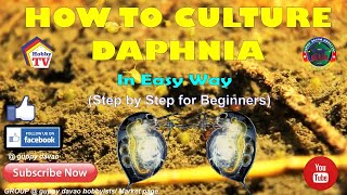 HOW TO CULTURE DAPHNIA In Easy Way [upl. by Oisangi]