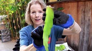 How to Propagate Dragon Fruit Cactus  TIPS [upl. by Afrika]