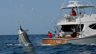 MONSTER Black Marlin Fishing in Panama [upl. by Theresa681]