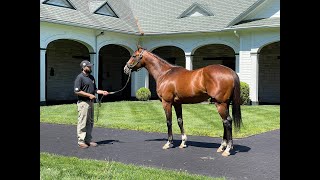 MyRacehorse quotBreeding Shedquot [upl. by Areid]