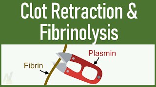 Clot Retraction amp Fibrinolysis [upl. by Medrek]