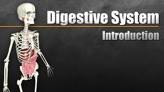 An Introduction to the Digestive System [upl. by Maddox]